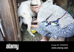 Mature woman milking a goat in the barn collect milk into yellow bowl and speak, goats in the household small farm and healthy and natural diet in village Stock Video Footage - Alamy