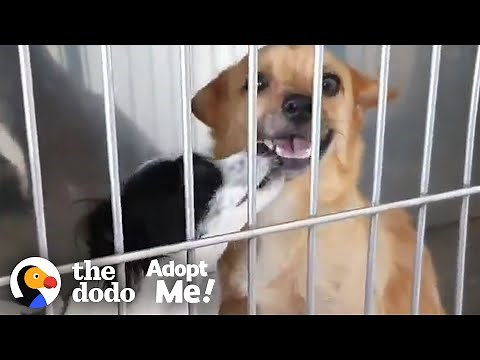 Bonded Dogs Who Fell In Love At The Vet Are Looking For A Home Together | The Dodo Adopt Me!