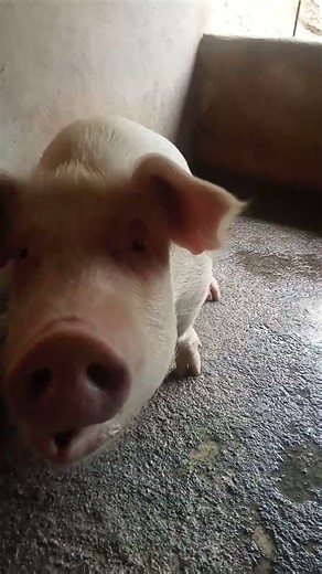 Pigs in our piggery #backyard #piggery #pig #pigfarming