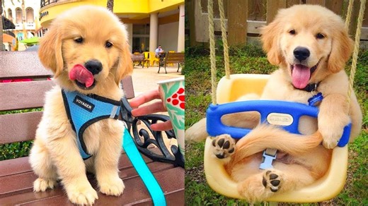 Baby Dogs - Cute and Funny Dog Videos Compilation