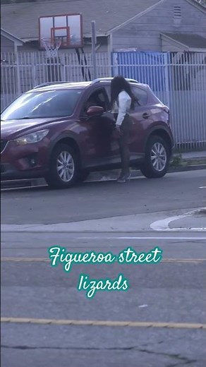 Figueroa street lizards