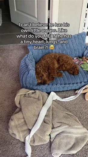 Leo the Cavapoo Puppy on Instagram: "Our sweet little Leo 🥹 #cavapoo #cavapoopuppy #cavapoopuppies #cavapoosofinstagram"
