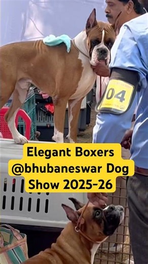 Double Power 🟤🐶🐶 | Majestic Brown Boxers Ready for Ring | Day 3 Bhubaneswar National Dog Show