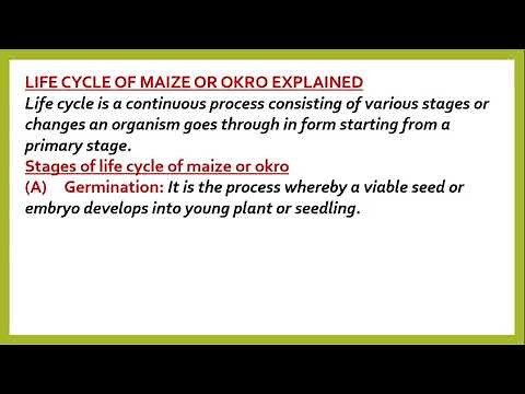 science b6 lesson 16 life cycle of maize or okra