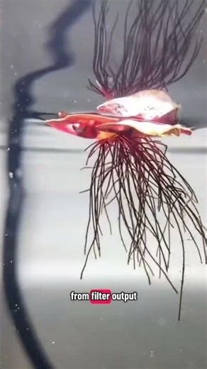 Keep your Red Root Floaters happy! Learn why calm water is key to preventing them from melting