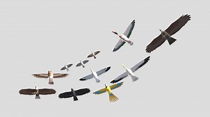 Cartoon birds - big animation pack - Buy Royalty Free 3D model by Mixall (@Mixaills)