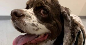 Dog With Lipoma: Best Treatments and Prognosis