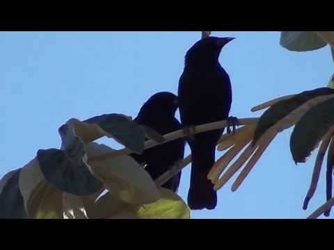 O Canto do PÁSSARO-PRETO (GNORIMOPSAR CHOPI), CHOPI BLACKBIRD, GRAÚNA, ASSUM-PRETO.