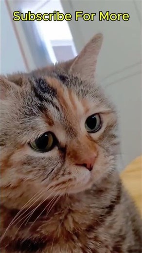 Relaxing Cat AMSR #shorts #funnycat