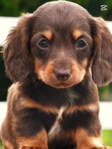 Cute sausage dog