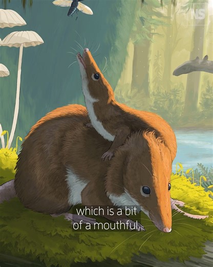 17K views · 279 reactions | Small mammals living in the middle of the Jurassic period had much longer lives than their modern relatives and spent years instead of weeks being cared for as youngsters. | New Scientist | Facebook