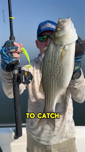 15 reactions |  Saltwater rated and perfect for trolling! Kaptains love the Rover! ✅ Up to 30 lbs of smooth drag ✅ Oversized non-slip TPE handle knobs for enhanced grip ✅ 6 + 1 MaxiDur double-shielded stainless steel ball bearings ✅ Line-out clicker alarm and thumb bar spool release ✅ Built for freshwater and saltwater trolling, bottom fishing, and more  Shop now and get ready to reel in the big ones! | KastKing | Facebook