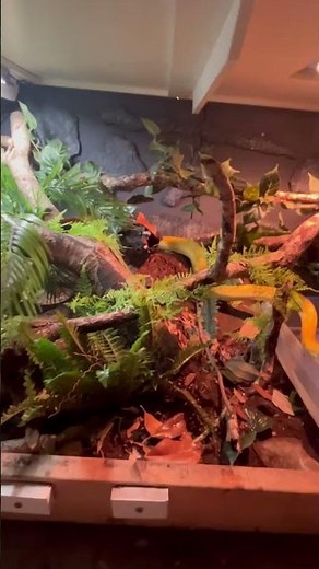 Reticulated Python cage set up