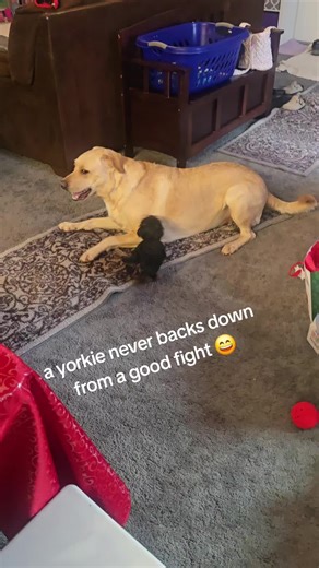 Yorkies Fearlessly Take on Big Dogs