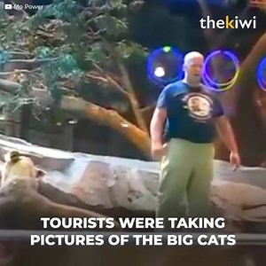 1M views · 12K reactions | It seemed like a normal day at the zoo. Until a male lion unleashed chaos. Out of nowhere he jumped his caretakers. And caught one between his jaws. But the humans were not alone. Because a brave lioness came in to help them. | Upbeat | Facebook
