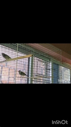 Black java birds single pair breeding #java #birds #birdlovers #birdsounds #pets