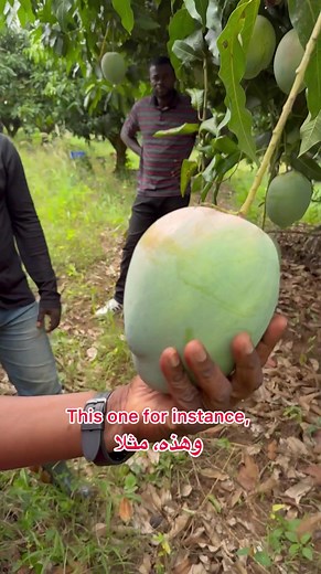 Gc Mango Export to Arab Countries