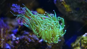 green trumpet coral polyp, long fluorescent tentacle, soft coral animal in toxin free reef marine live rock aquarium ecosystem, LED actinic blue light, pet shop farming propagation, shallow dof