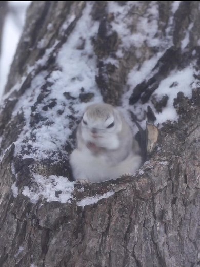 #siberianflyingsquirrel #cute #flyingsquirrel #エゾモモンガ #かわいいペット #hokkaido #ブルルン #ぶるるんぶるるん