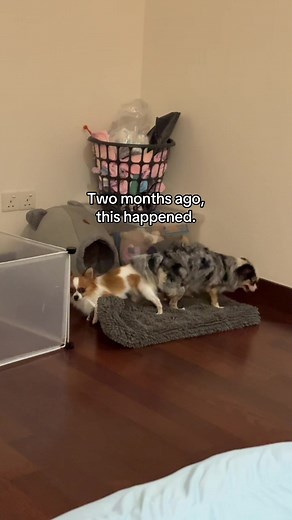 Chihuahua Pregnancy Surprise: Counting Puppies and More