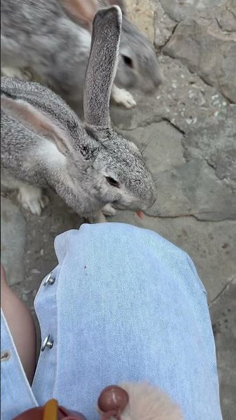 А вы любите кроликов? #funny #кролик #актив #shortvideo #топ #shotrs #прикол #животные #дети #парк