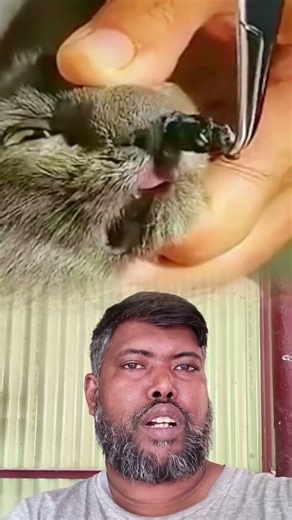 🐱 Watch: Vet Removes Giant Parasite From Kitten’s Nose!