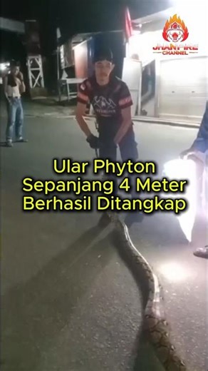 GEGER! Ular Python 4 Meter Ditangkap Tim Rescue Damkar Nunukan 🐍🔥#shorts #ular