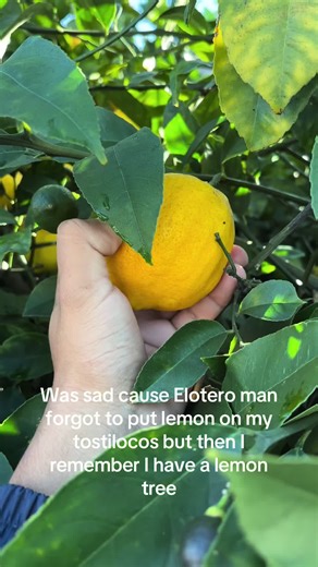 Lemon Tree Comedy: A Hilarious Twist on Tostilocos