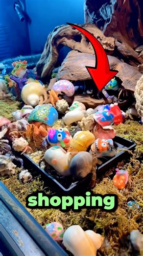 Wait until you actually see it's GLASS shell... 😱🐚 #shorts