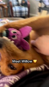 Meet Willow, my 9 month old Golden Retriever who’s learning the ropes of obedience and everyday life 🐶💛 She’s loud, hilarious, and a handful and a half. If you love watching realistic, non-professional puppy training and seeing what it actually looks like to raise a retriever, you’re in the right place. Follow along for more training progress, competition prep, and chaos in between! #goldenretrieverlovers #dogpack #dogobedience #puppytraining #lifeofadogmom | Let’s Go Willow