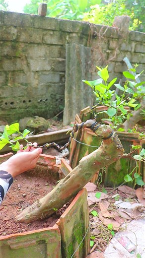 Làm Cây Ổi Dáng Văn Nhân từ cây Dáng Cột Điện