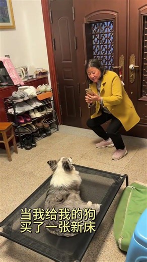 My Pup's First Bed Adventure! 🐾 DogBed BorderCollieLove