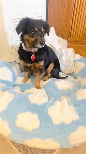 3.8K views · 132 reactions | Hello from little Laffy Taffy who is...