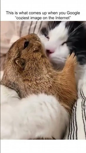 Cute Cat & Squirrel Share an Adorable Cuddle!