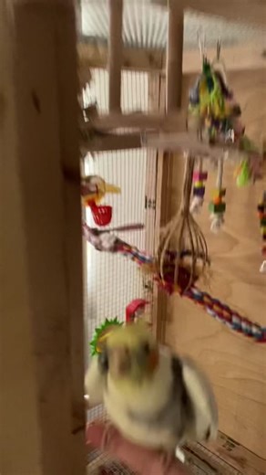 Iconic September Rendition featuring Cockatiel Singing | Bird Song