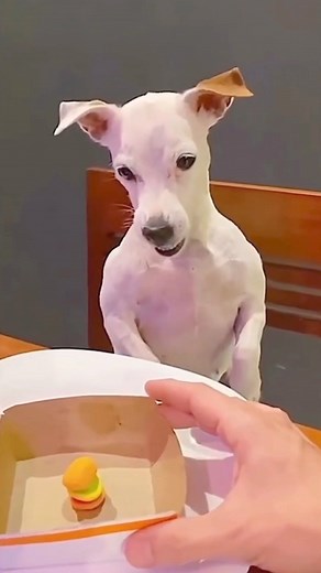 3.7M views · 76K reactions | Funny dogs! 藍藍 #reels #humor #funny #comedy #dogs #cute #pets | Valerio Dogs Funny Videos | Facebook