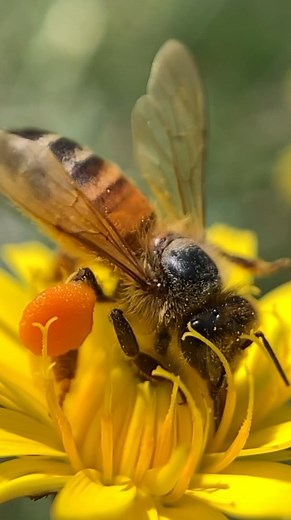 Check out those orange pollen pants! 🧡🐝 When foraging, bees collect pollen from a variety of flowers and store it on their back legs in their pollen baskets (or pollen pants) for transporting back to the hive. Pollen can be a variety of colours from many shades of yellow, white, orange, pink, blue, grey, green and even purple. Bees forage for both nectar and pollen. Both are an important part of a healthy, balanced bee diet. They turn the sugary nectar into honey (carbohydrate) and the pollen 