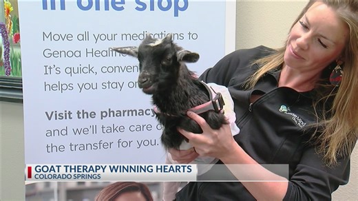 Goat therapy winning hearts