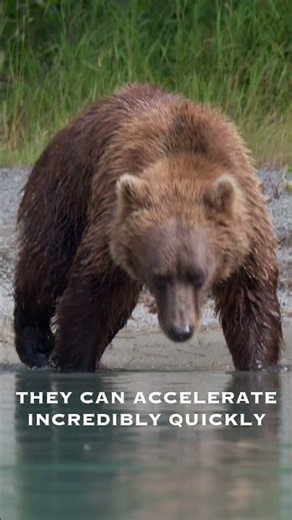 Did you know? #wildlifephotography #fyp #shorts