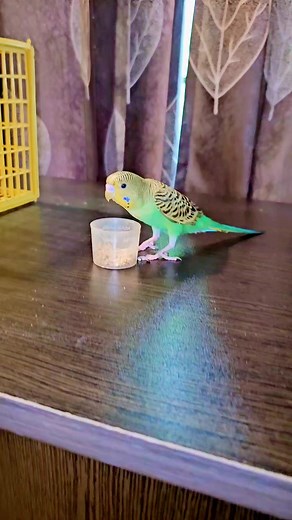 #robinrafan #bird | RobinRafan