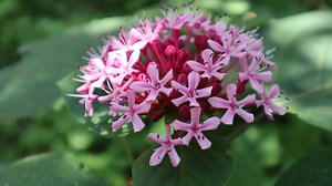 Hablemos sobre el Clerodendrum bungei - Falsa Hortensia - Clerodendro chino Clerodendrum bungei fue descubierto en 1831 por el botánico ruso Alexander von Bunge en Beijing durante su larga expedición científica en el este de Asia . Dos años después, la describió como C. foetidum por el olor acre de sus hojas. Dado que ese nombre ya había sido ocupado por otra especie, el botánico alemán Ernst Gottlieb von Steudel lo rebautizó como C. bungei en 1840. El nombre del género está compuesto por palabr