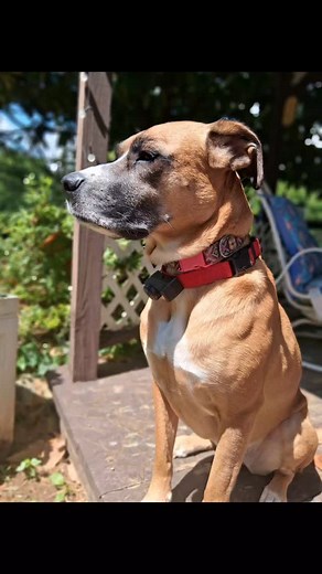 #boxador #boxadorsofinstagram #totallyobsessed | Lequetta Whittaker