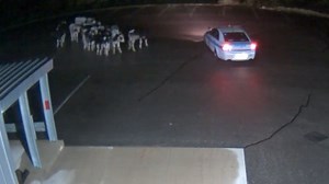 Spotted cows visit home of Spotted Cow beer