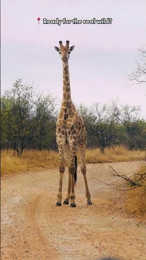 Hwange National Park: