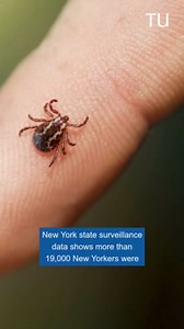 Lyme vaccine shows strong protection in trials that included New Yorkers