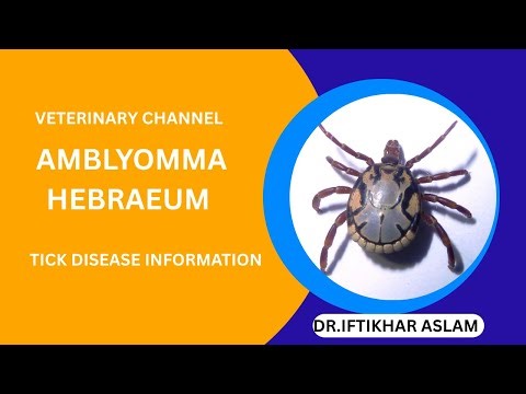 Meet Amblyomma hebraeum: Africa's Ornate Tick and Its Hidden Dangers!
