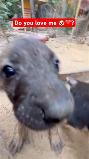 Do you love me, puppy 🐶? #dog #puppy #shorts