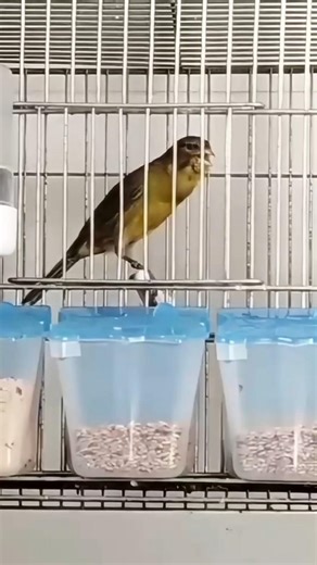 ⬆️ Timbrado Español Original Aviario del compañero José Ariza