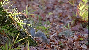 Eastern gray squirrel (Sciurus carolinensis) looks at camera and runs away