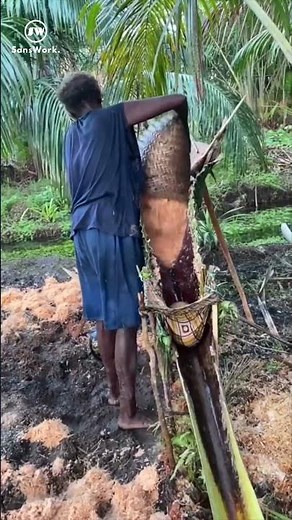 The Traditional Sago Making Process in Papua!